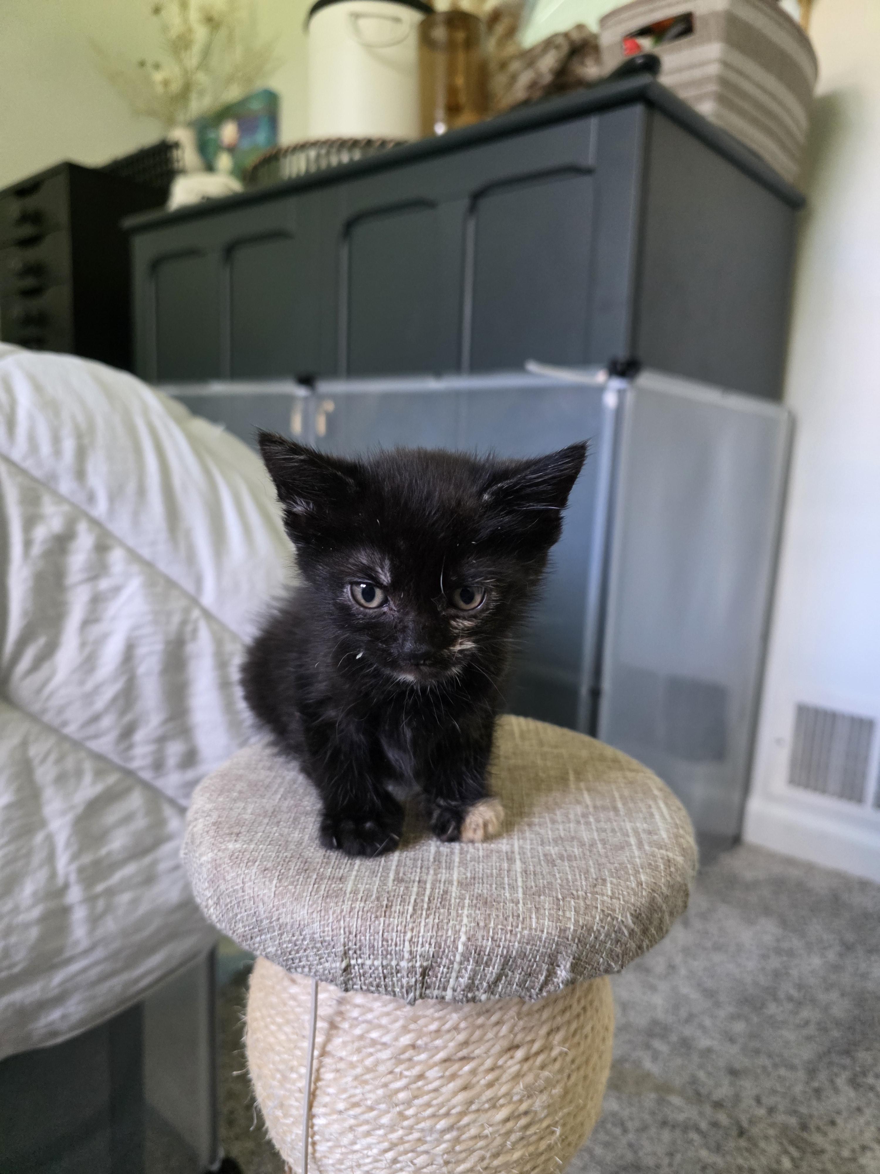 Enlarge Rose, a Adopted Domestic Short Hair in Bethel Park, PA image 3/5