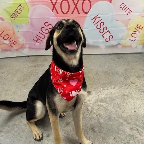 Max, a Adoptable mixed breed in Williston, VT image 5/6