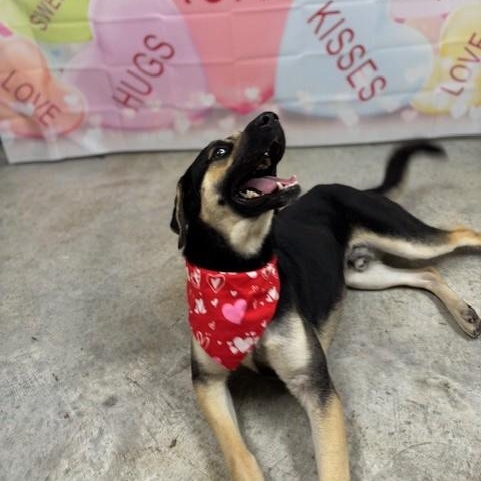 Max, a Adoptable mixed breed in Williston, VT image 6/6