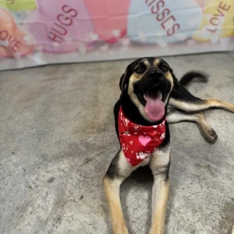 Max, a Adoptable mixed breed in Williston, VT image 4/6