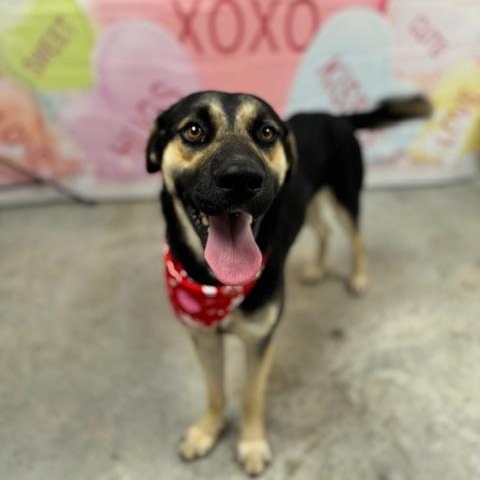 Max, Adoptable, Young Male Shepherd.