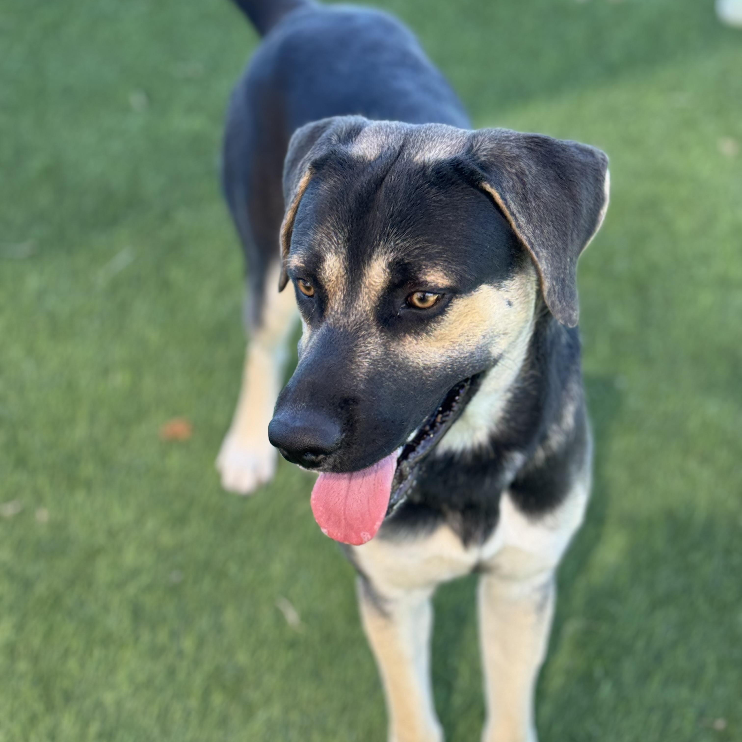 Max, a Adoptable mixed breed in Williston, VT image 3/6