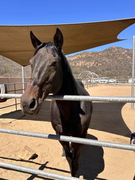 Emmylou, Adoptable, Senior Female Thoroughbred.