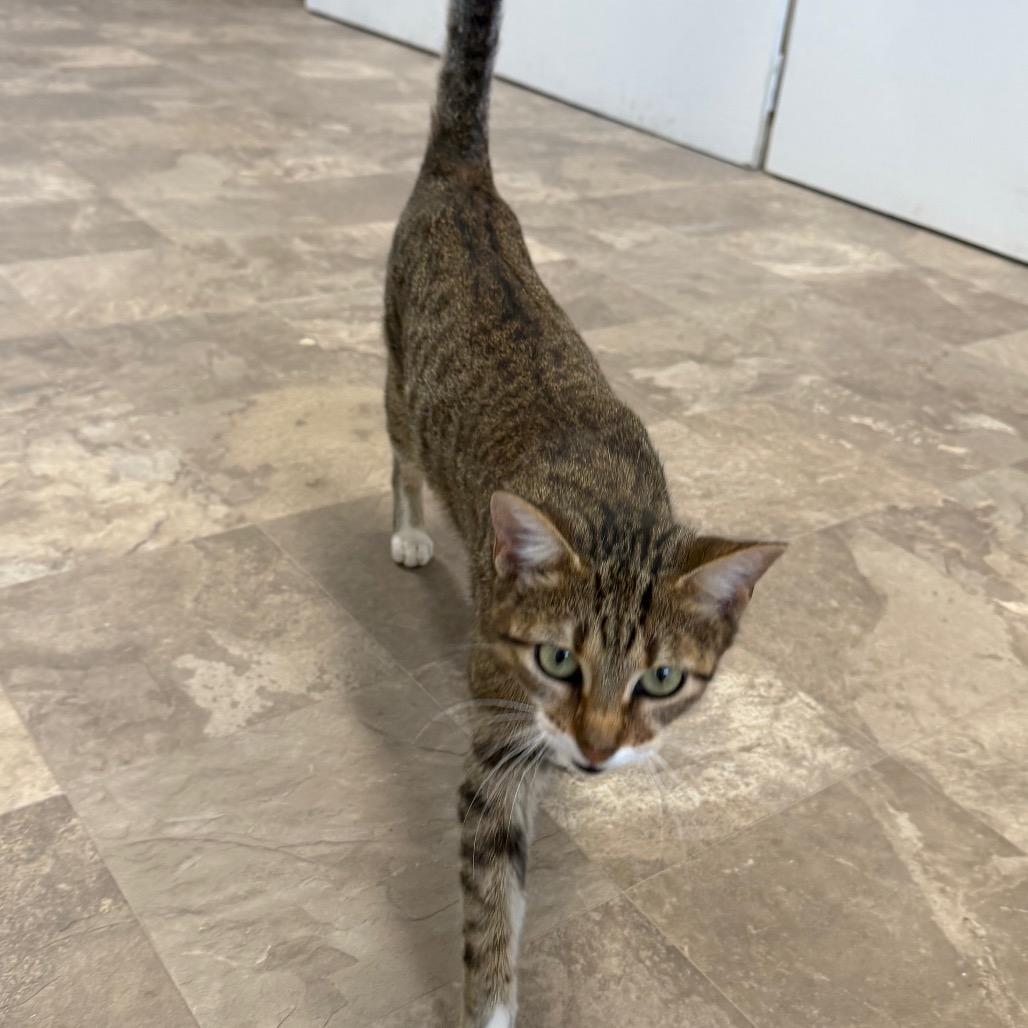 Enlarge Tilly, a Adoptable Domestic Short Hair in Floresville, TX image 1/6