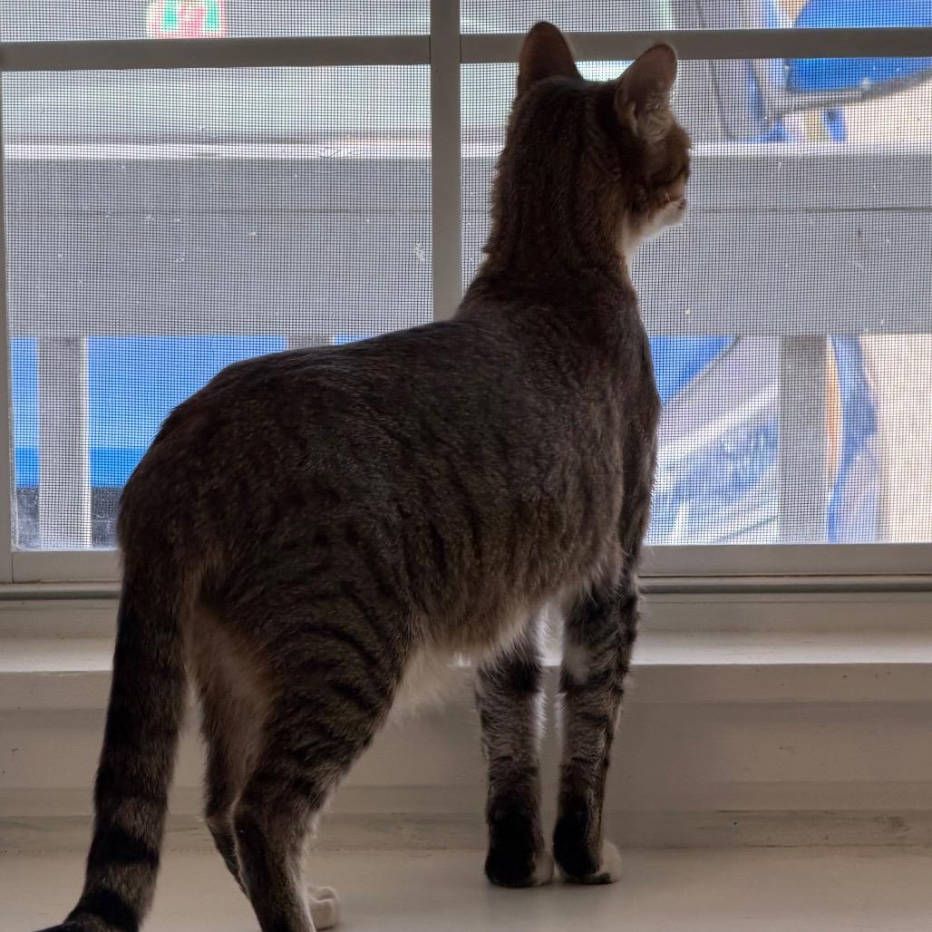 Enlarge Tilly, a Adoptable Domestic Short Hair in Floresville, TX image 2/6