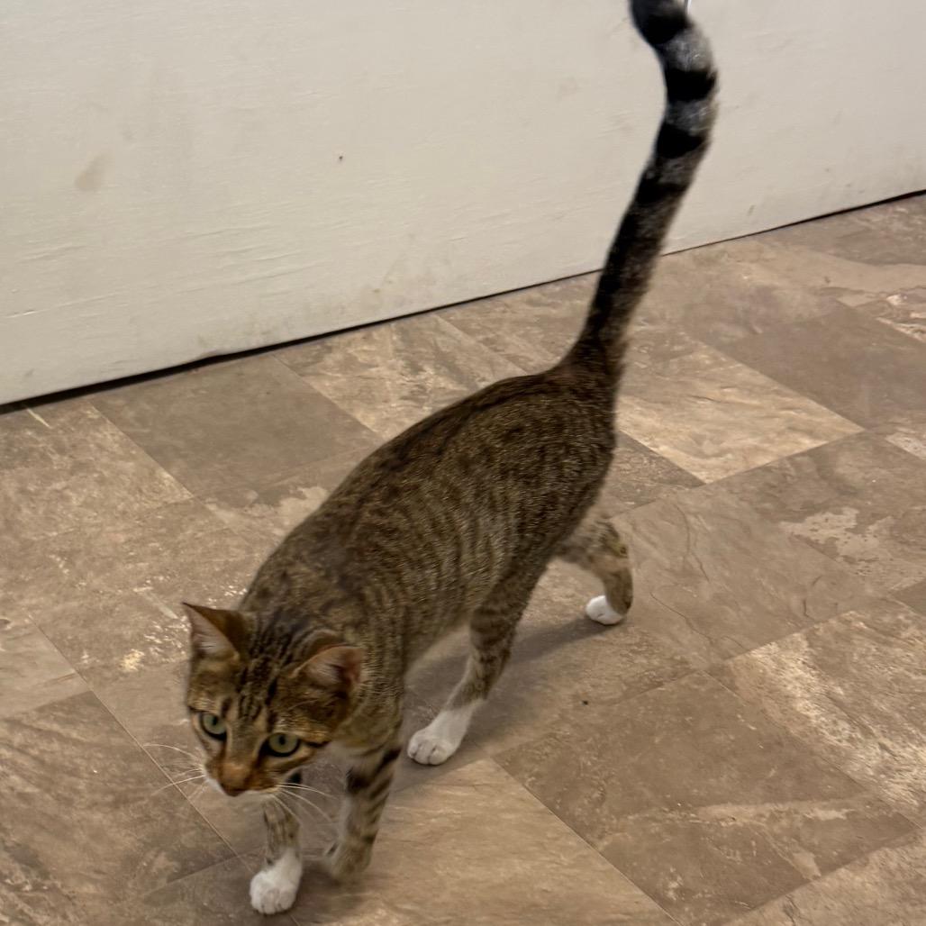 Enlarge Tilly, a Adoptable Domestic Short Hair in Floresville, TX image 3/6