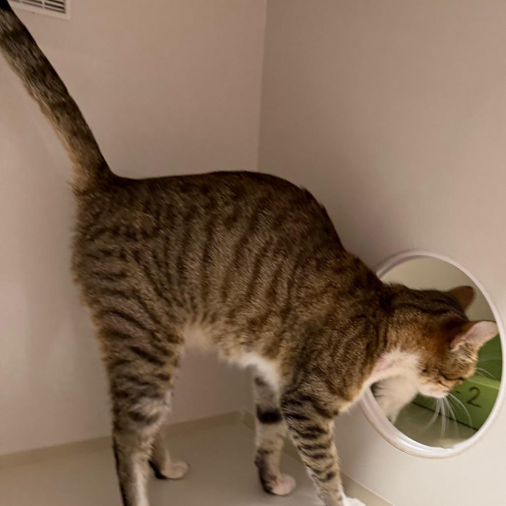 Enlarge Tilly, a Adoptable Domestic Short Hair in Floresville, TX image 4/6