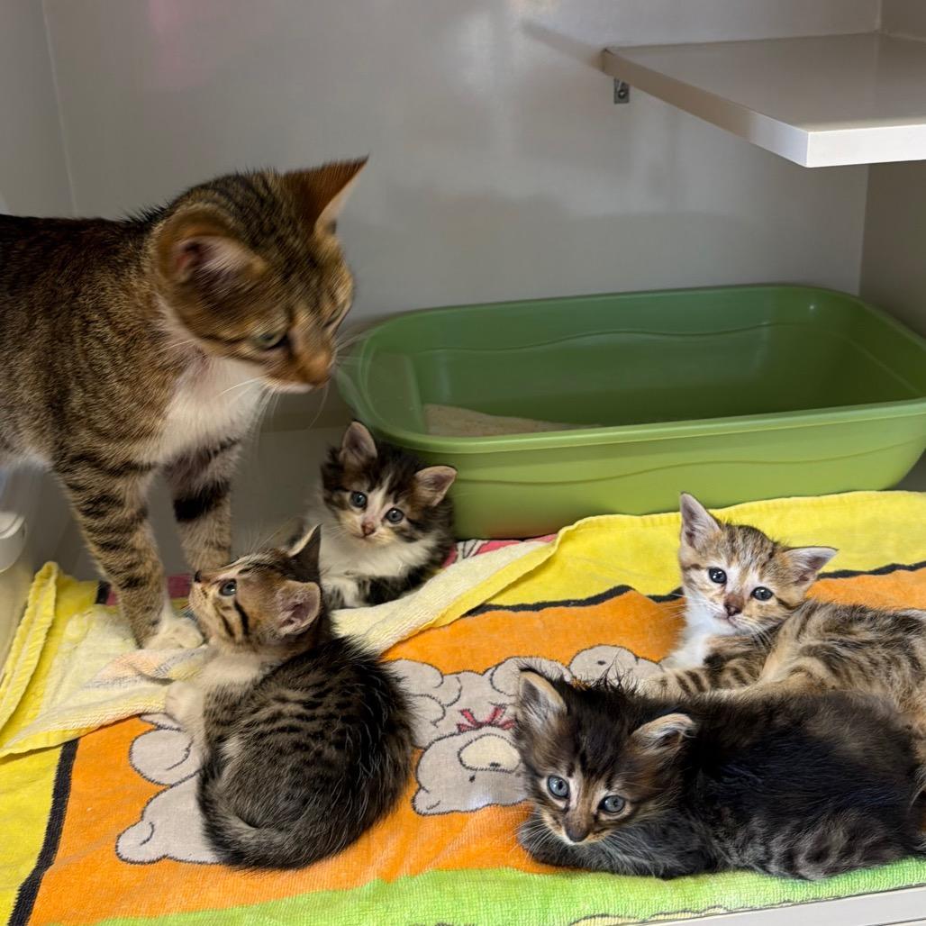 Enlarge Tilly, a Adoptable Domestic Short Hair in Floresville, TX image 5/6