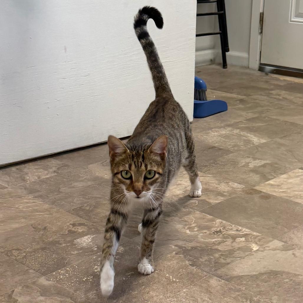 Enlarge Tilly, a Adoptable Domestic Short Hair in Floresville, TX image 6/6