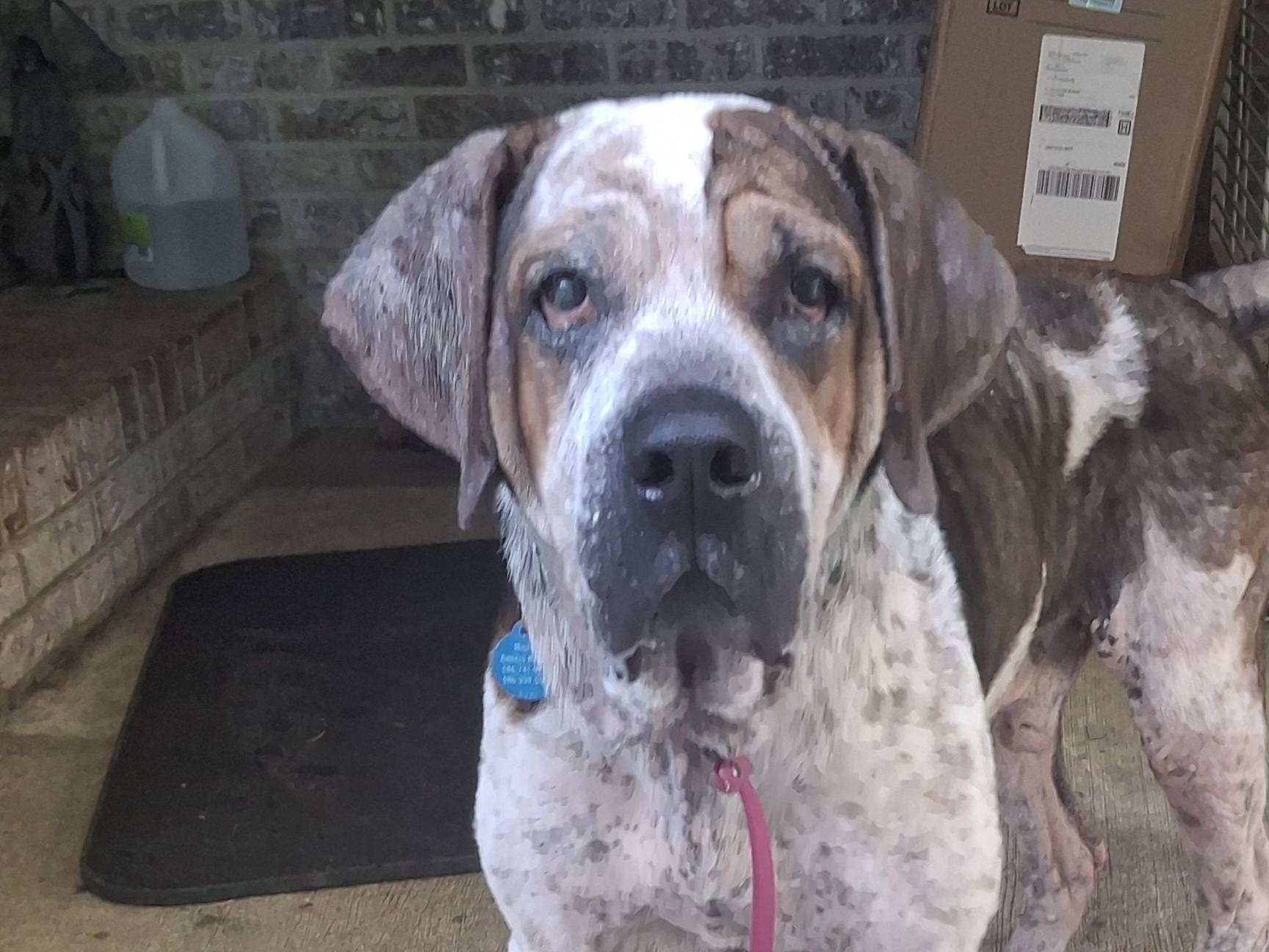 Enlarge Reggie! , a ADOPTABLE mixed breed in Port Huron, MI image 5/5