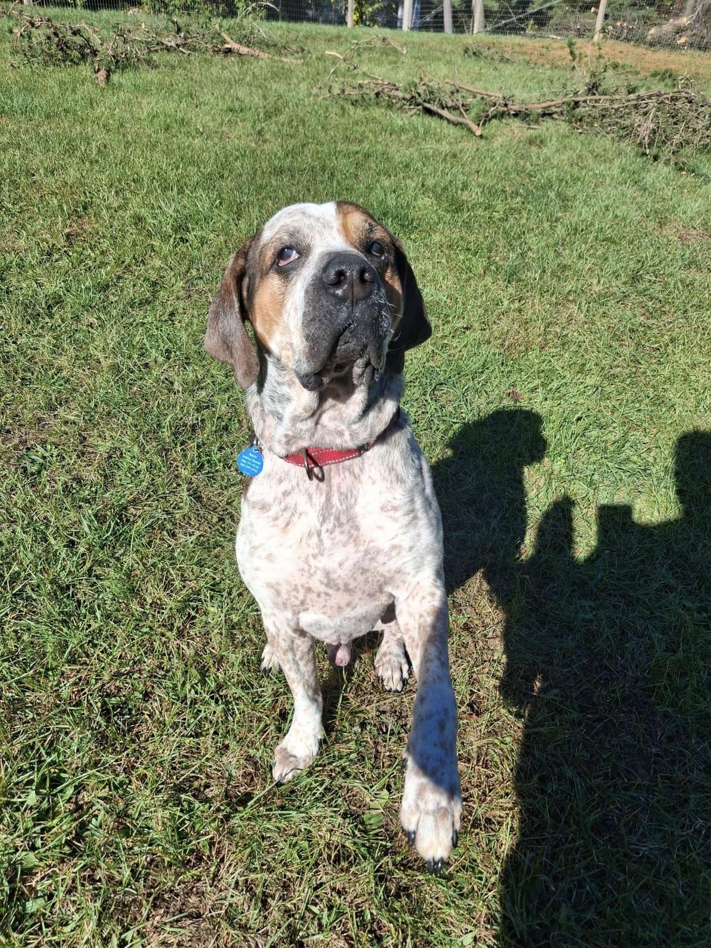 Enlarge Reggie! , a ADOPTABLE mixed breed in Port Huron, MI image 2/5