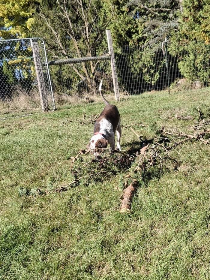 Enlarge Reggie! , a ADOPTABLE mixed breed in Port Huron, MI image 3/5