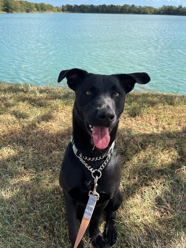 Ponderosa Perfect Prince, a Adoptable mixed breed in Indianapolis, IN image 2/6