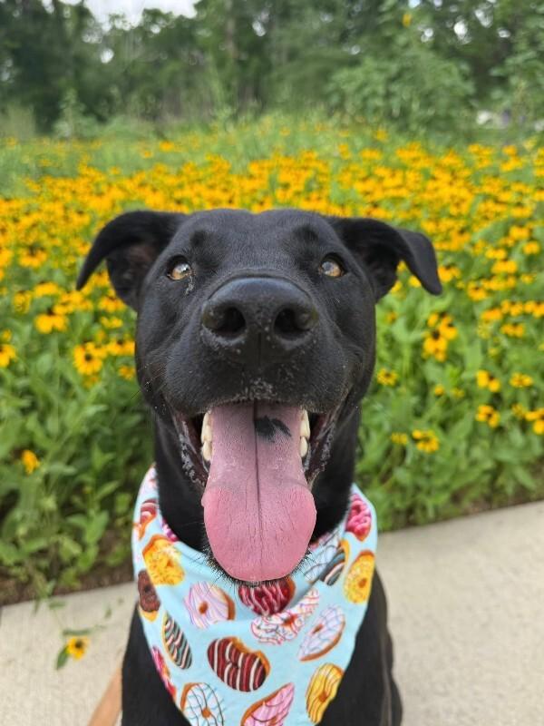 Ponderosa Perfect Prince, a Adoptable mixed breed in Indianapolis, IN image 1/6