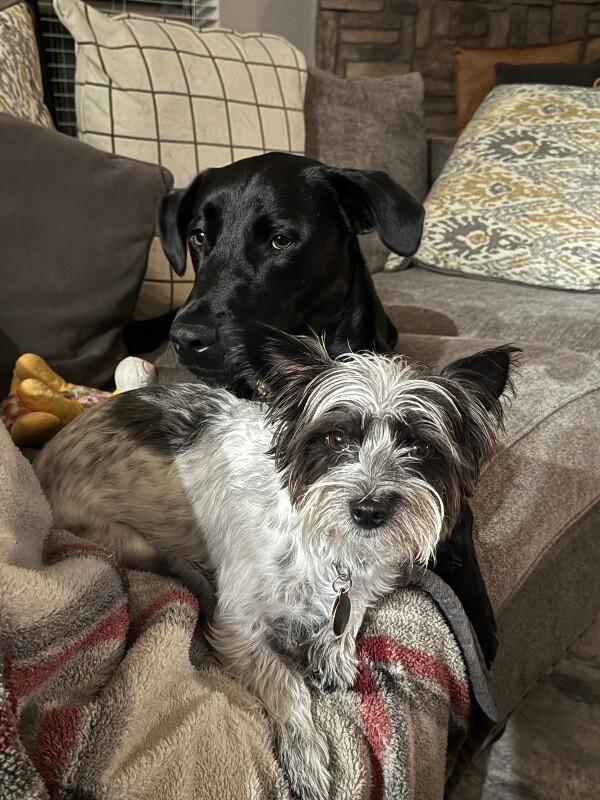 Ponderosa Perfect Prince, a Adoptable mixed breed in Indianapolis, IN image 3/6