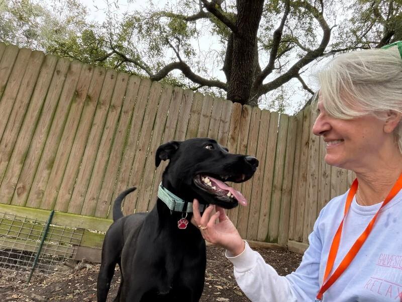 Ponderosa Perfect Prince, a Adoptable mixed breed in Indianapolis, IN image 4/6
