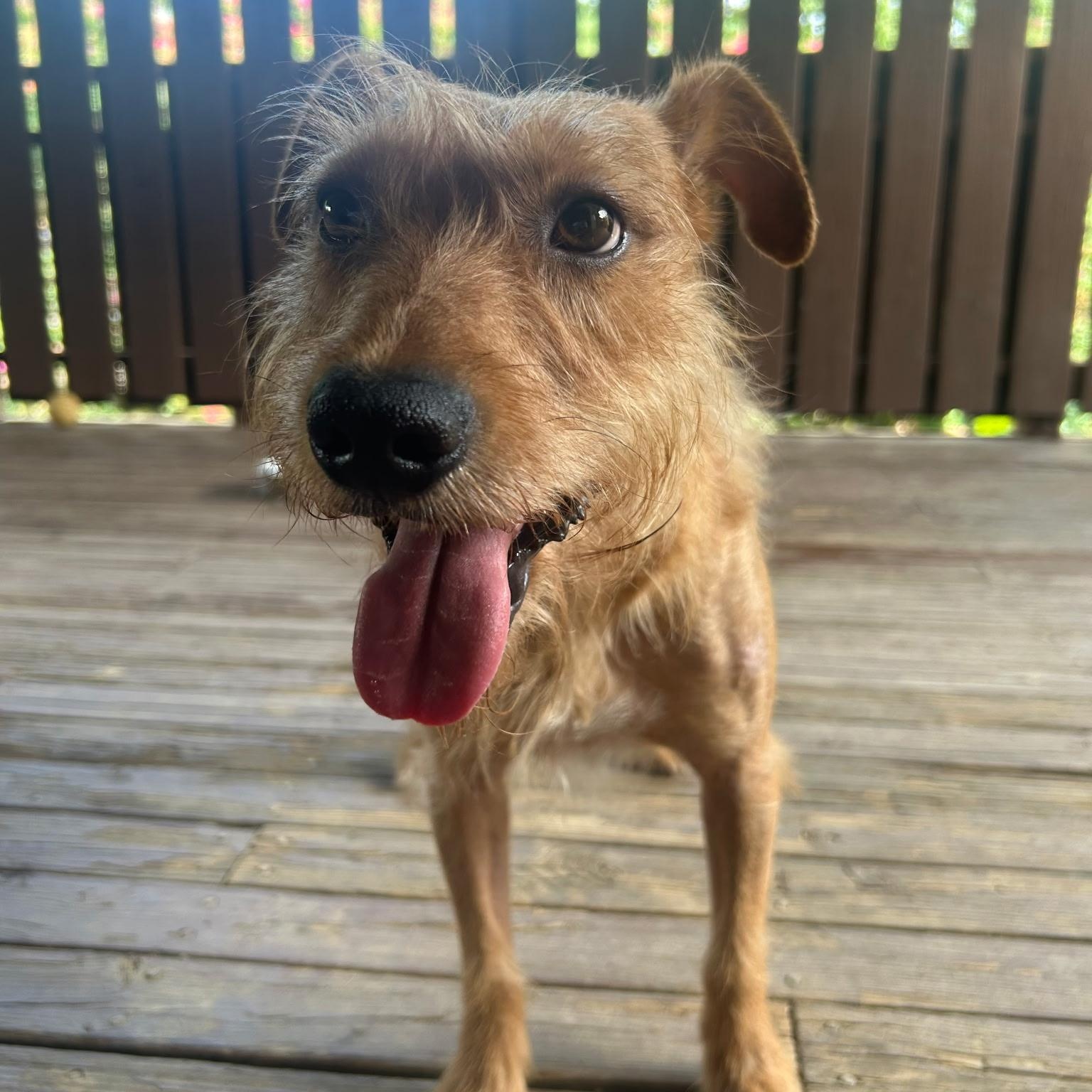 Enlarge Yote, a Adoptable mixed breed in Spring hill, TN image 5/5