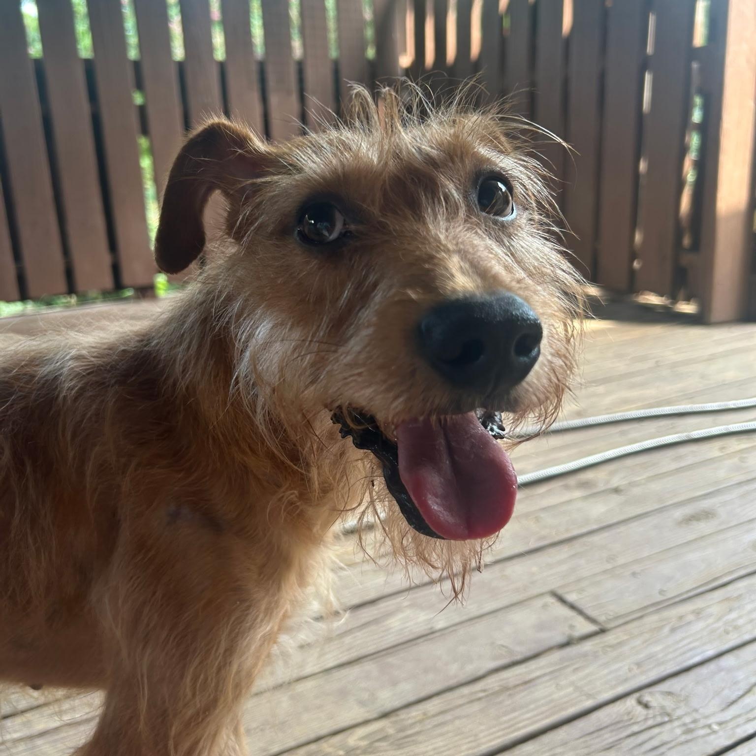 Enlarge Yote, a Adoptable mixed breed in Spring hill, TN image 1/5