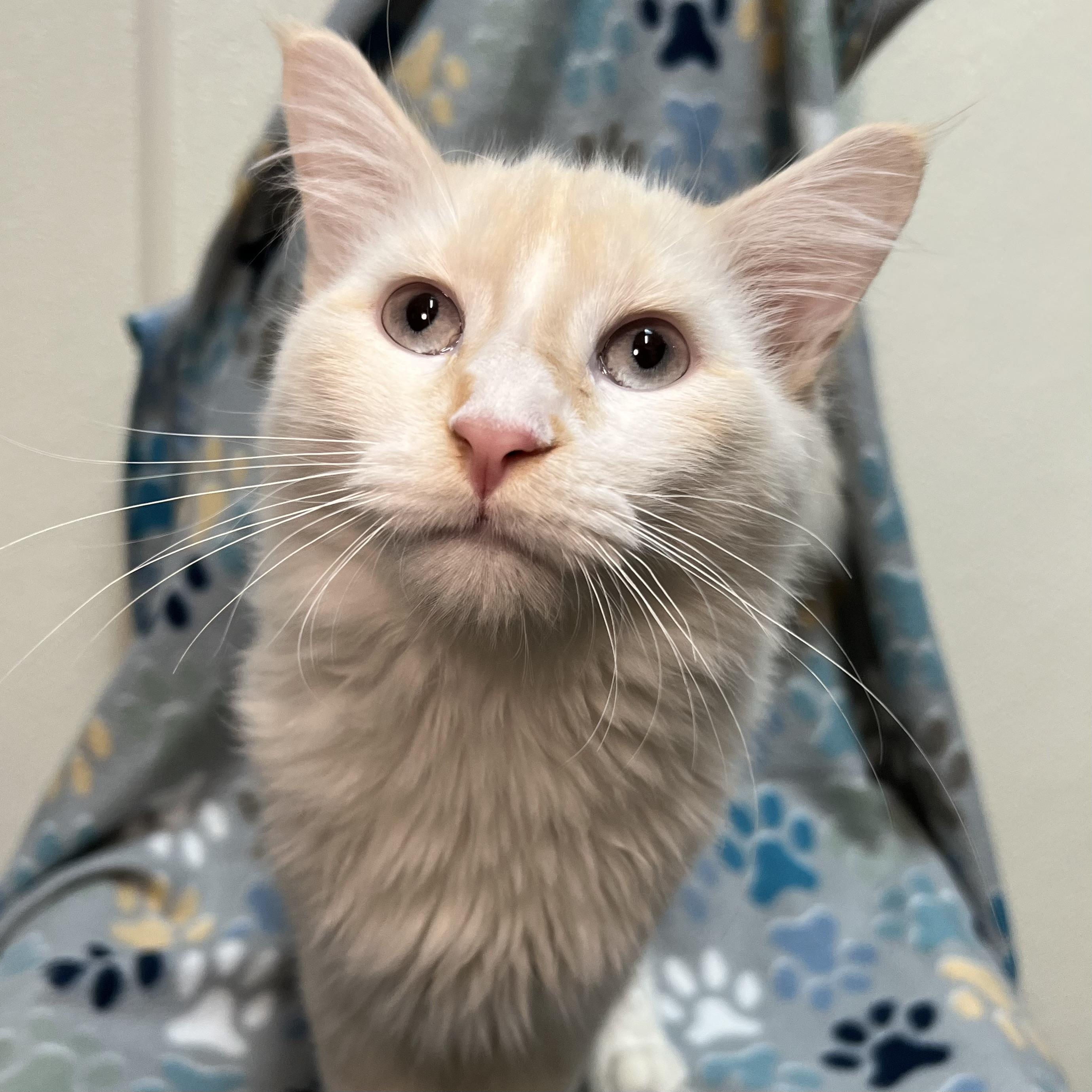 Vision - At PetSmart in Mankato, an adopted mixed breed in Fairmont, MN image 4/6