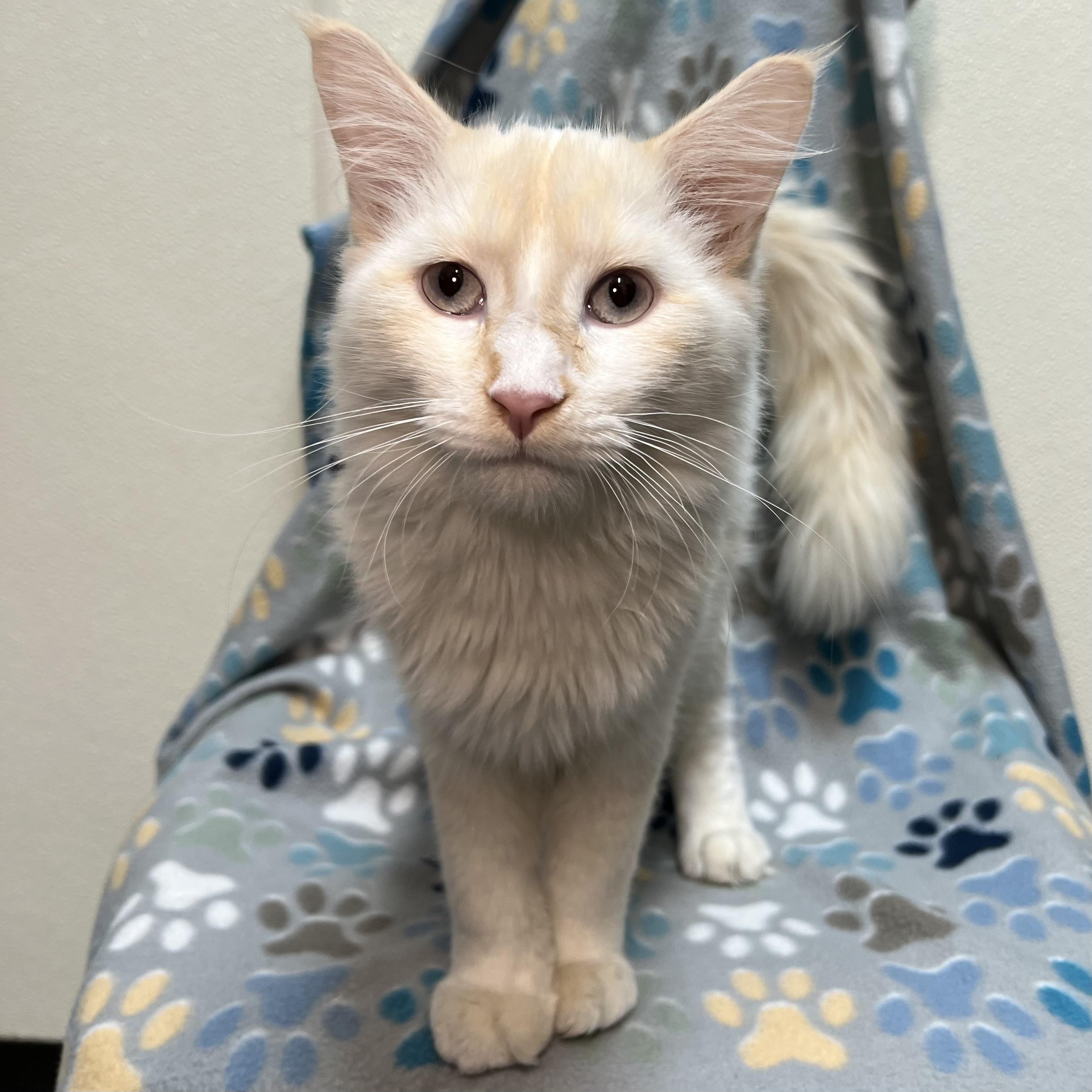 Vision - At PetSmart in Mankato, an adopted mixed breed in Fairmont, MN image 3/6