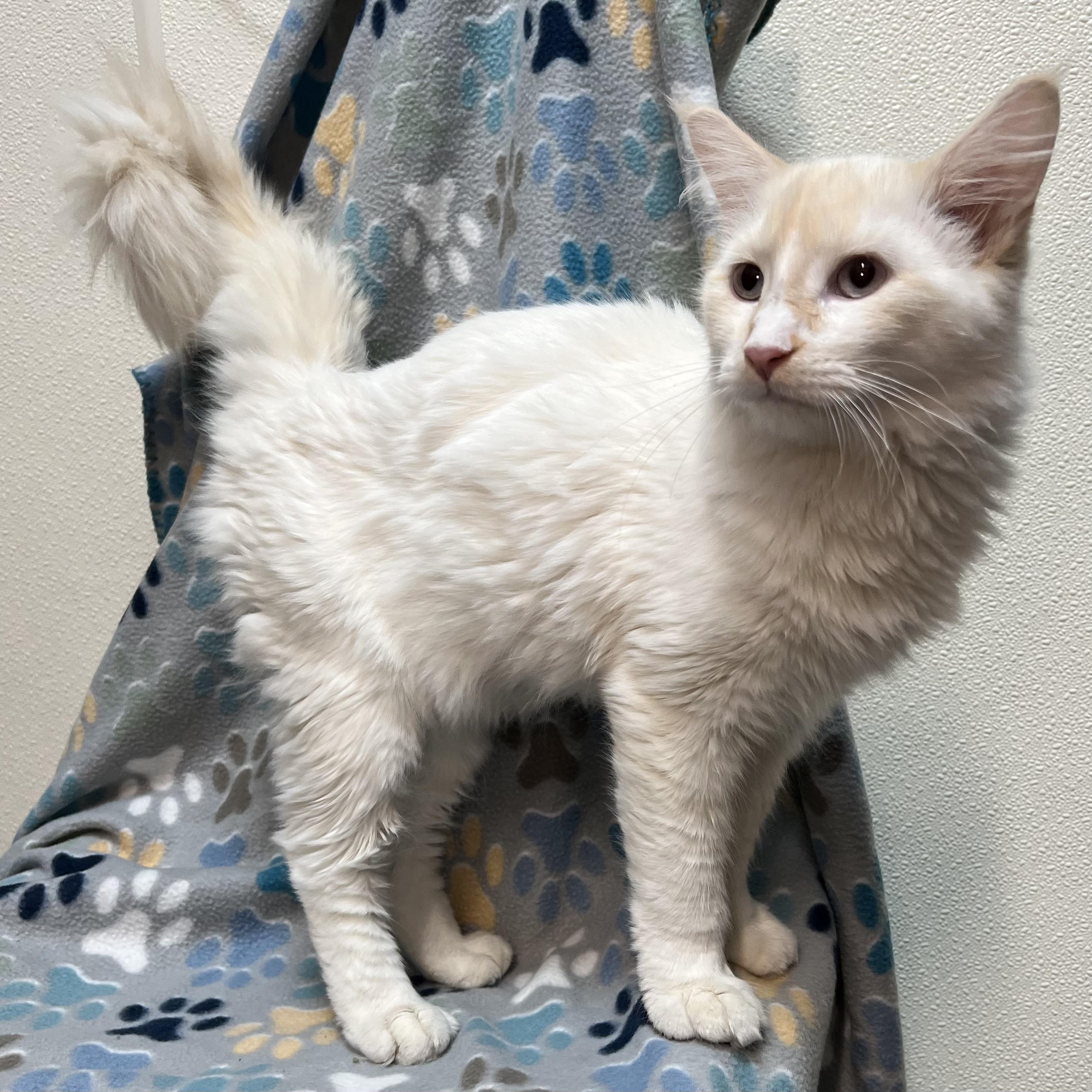 Vision - At PetSmart in Mankato, an adopted mixed breed in Fairmont, MN image 5/6