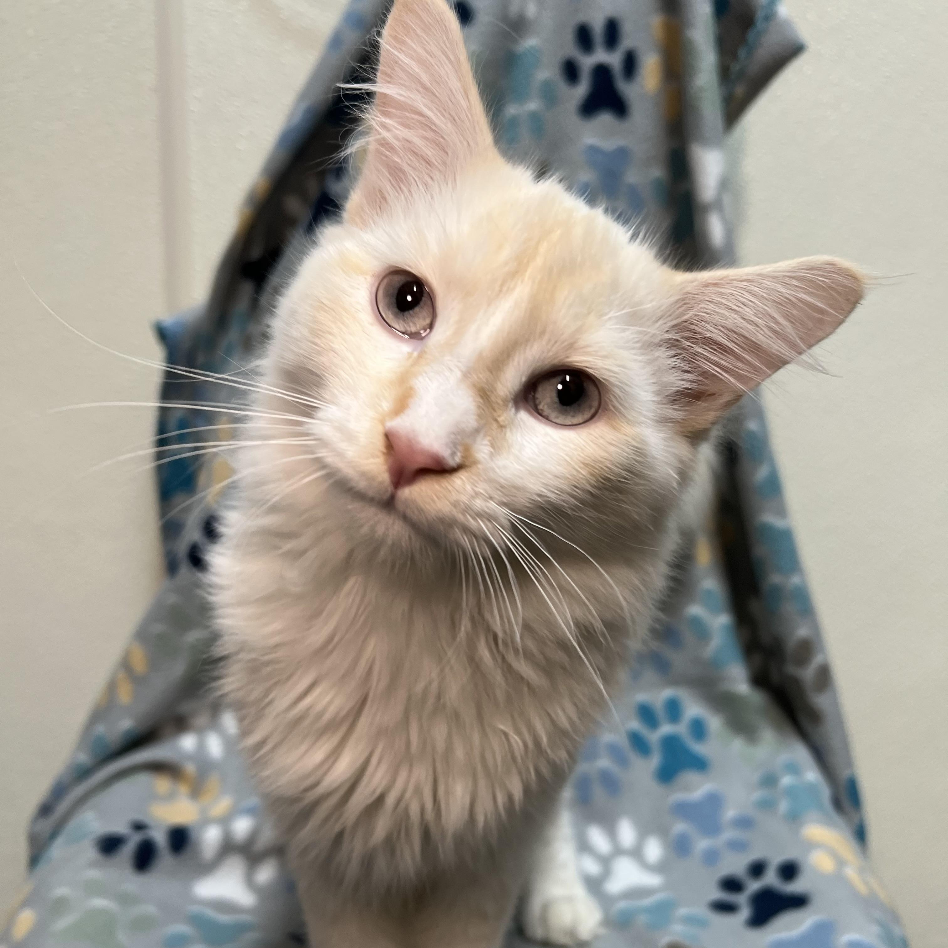 Vision - At PetSmart in Mankato, an adopted mixed breed in Fairmont, MN image 1/6