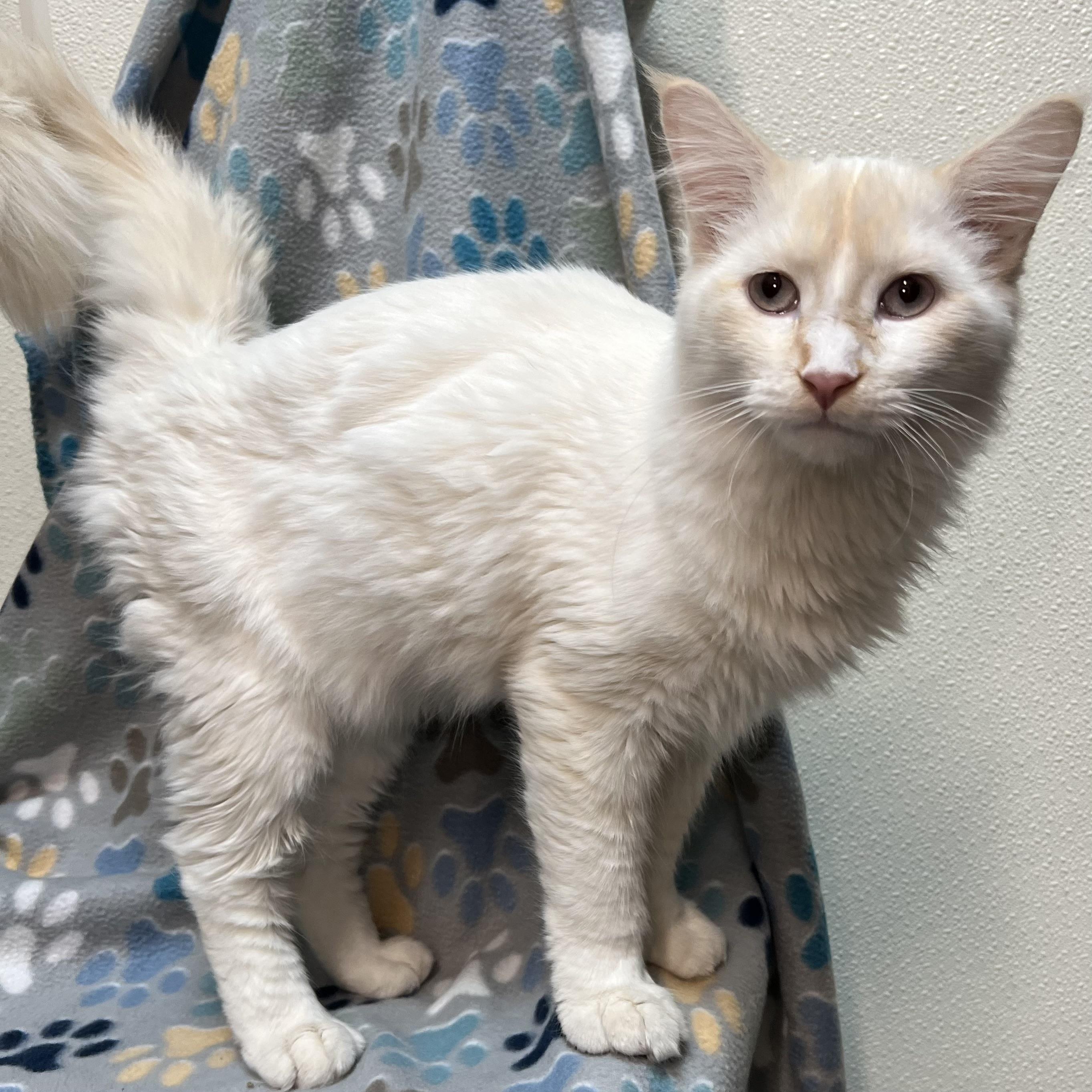 Vision - At PetSmart in Mankato, an adopted mixed breed in Fairmont, MN image 2/6