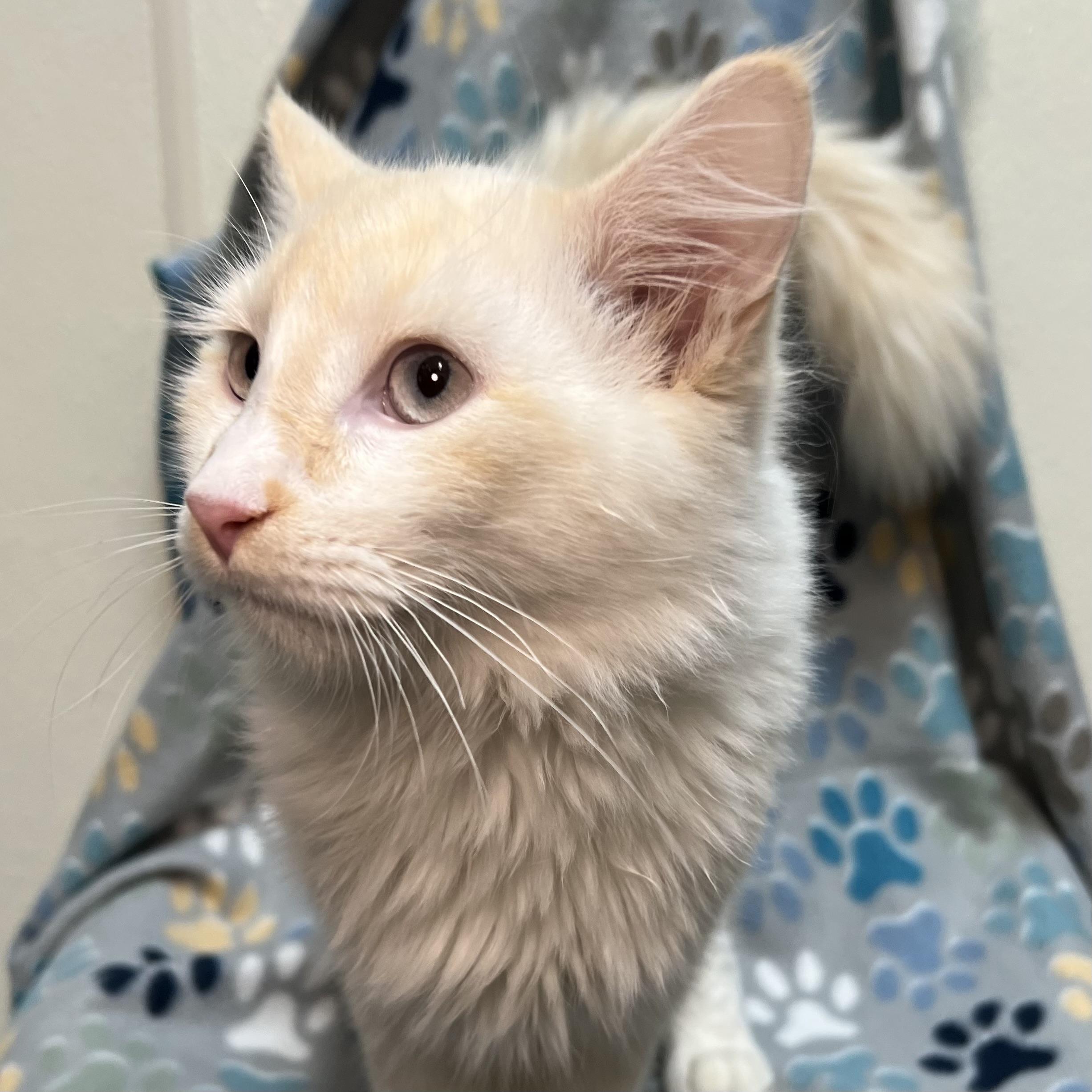 Vision - At PetSmart in Mankato, an adopted mixed breed in Fairmont, MN image 6/6