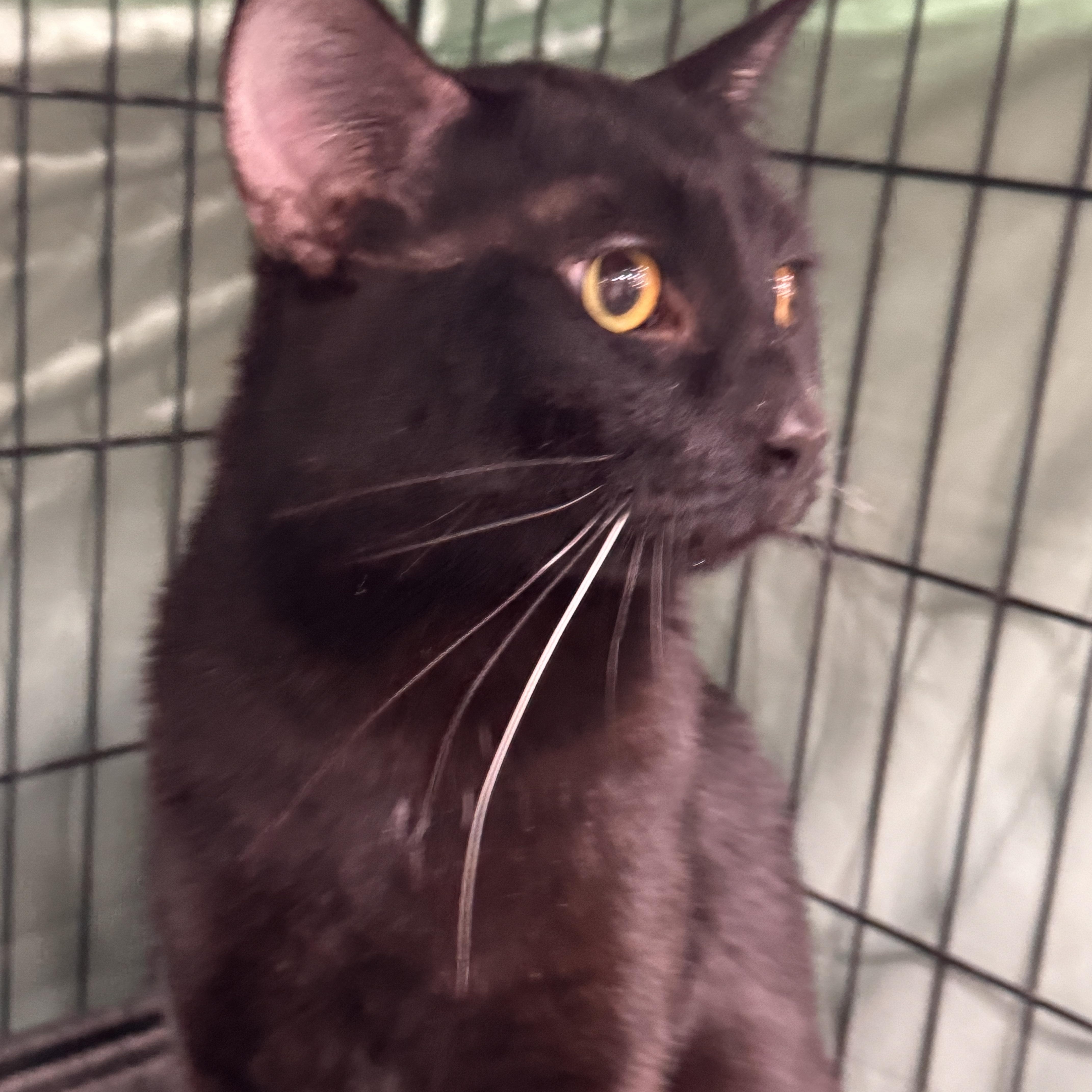 Enlarge Alfredo, an adopted Domestic Short Hair in Mokena, IL image 4/5