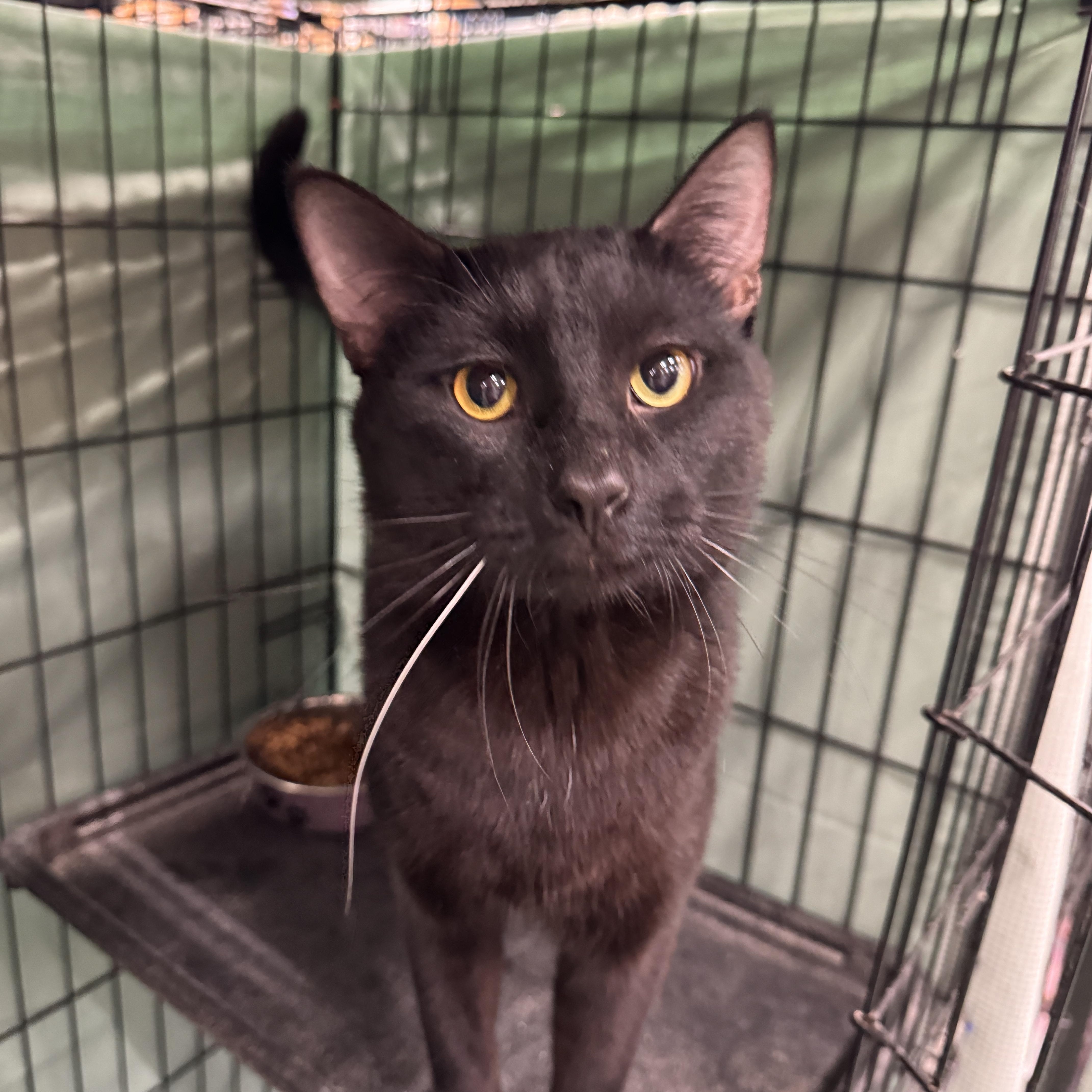 Enlarge Alfredo, an adopted Domestic Short Hair in Mokena, IL image 1/5