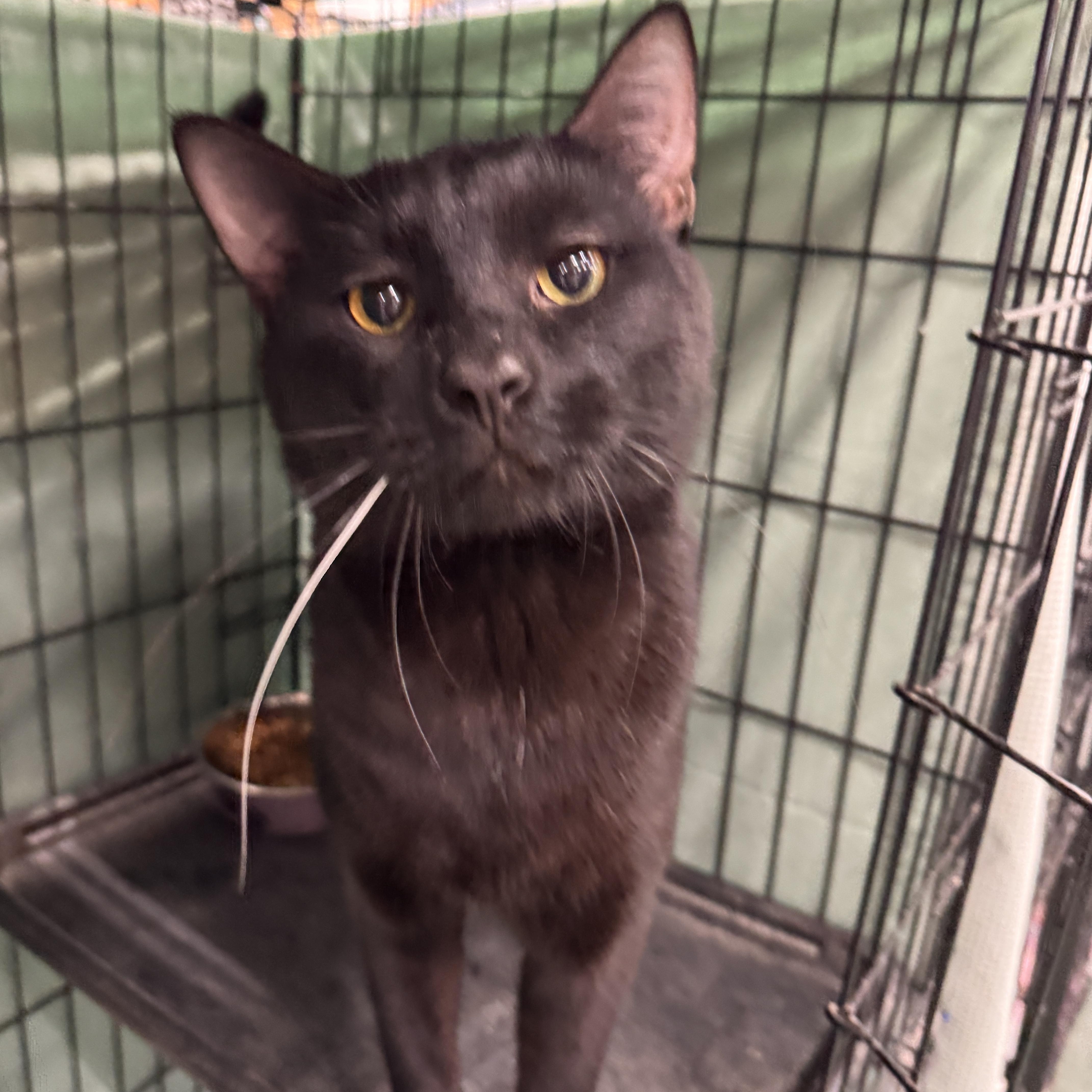 Enlarge Alfredo, an adopted Domestic Short Hair in Mokena, IL image 3/5