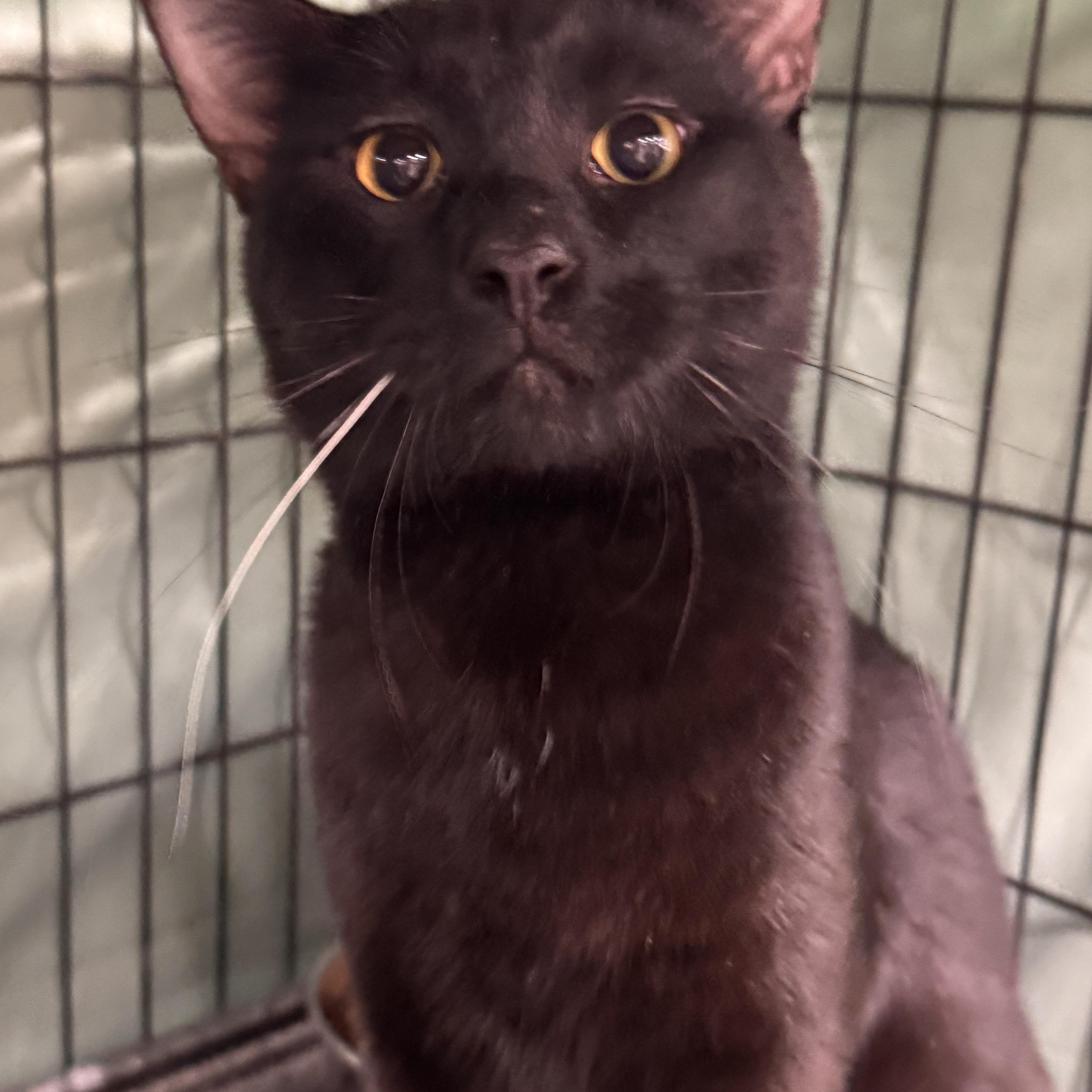 Enlarge Alfredo, an adopted Domestic Short Hair in Mokena, IL image 5/5