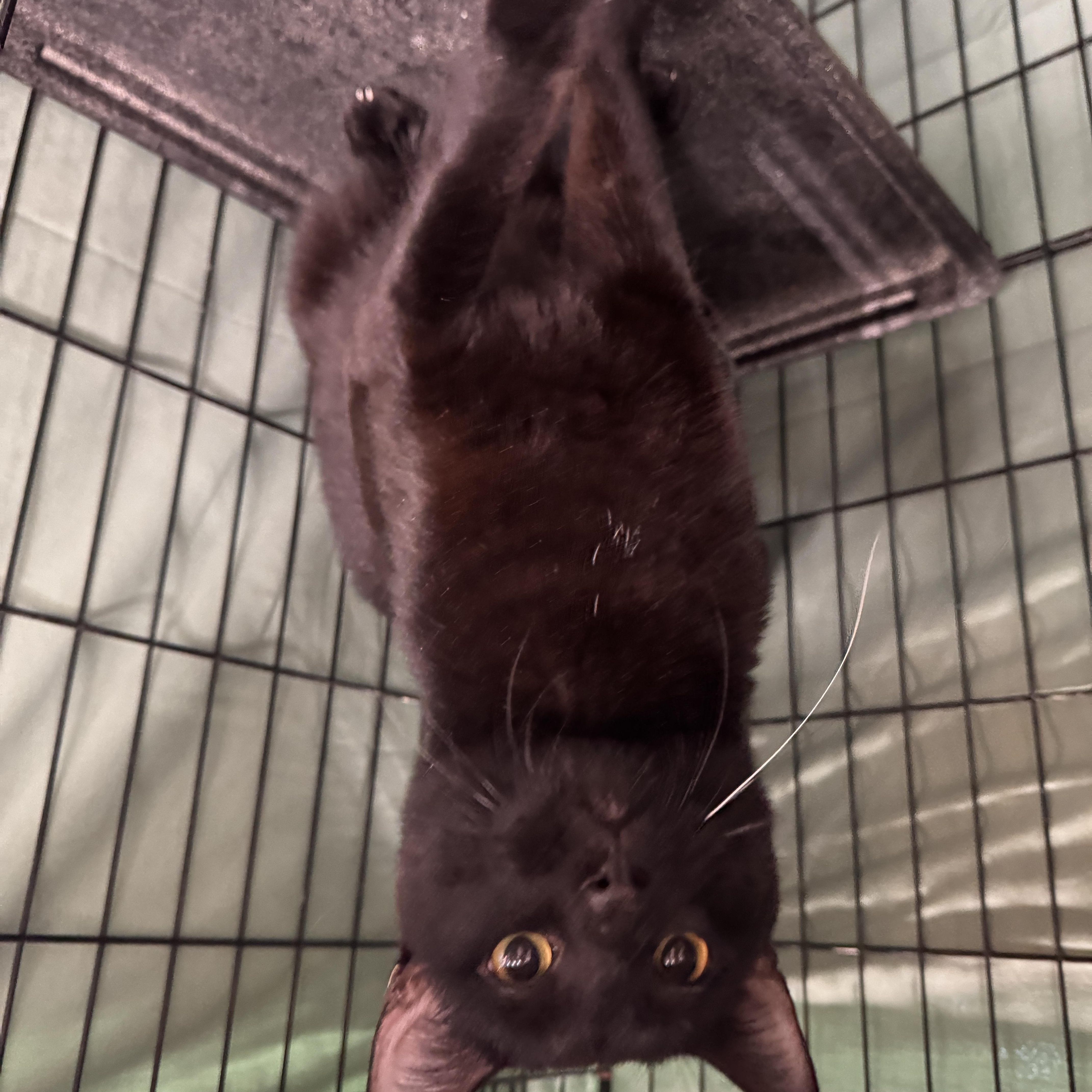 Enlarge Alfredo, an adopted Domestic Short Hair in Mokena, IL image 2/5