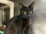 Bagheera photo 4