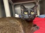 Bagheera, Young Female Domestic Medium Hair