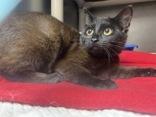 Bagheera photo 2