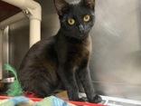 Bagheera photo 5