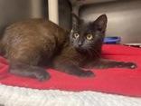 Bagheera photo 3