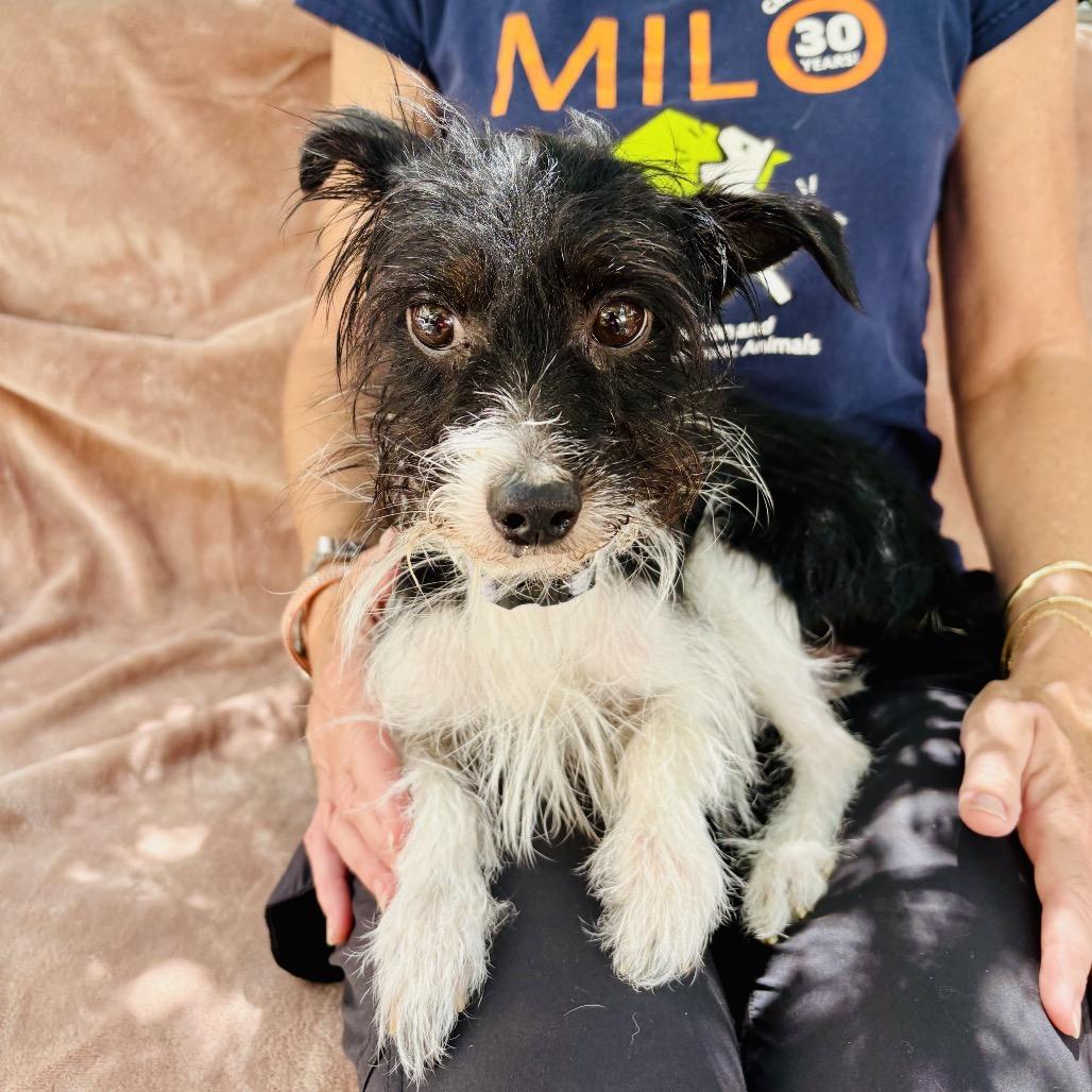 WALDO, Adoptable, Adult Male Terrier & Mixed Breed.