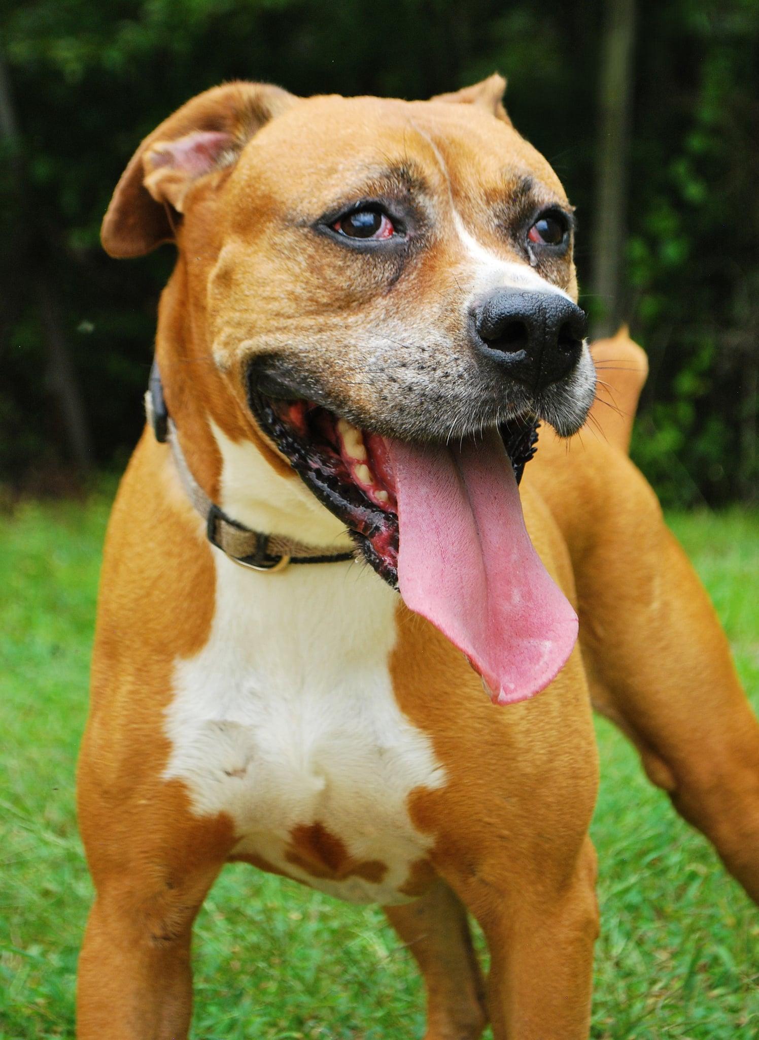 Enlarge Rhonda, a ADOPTABLE mixed breed in manchester, TN image 2/3