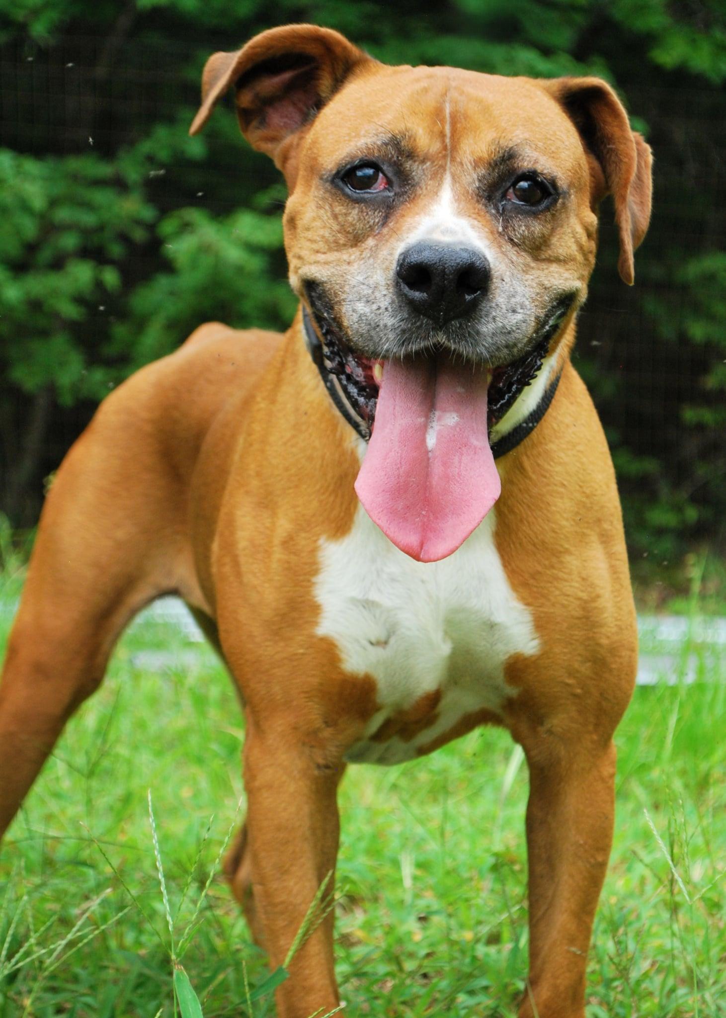 Enlarge Rhonda, a ADOPTABLE mixed breed in manchester, TN image 3/3