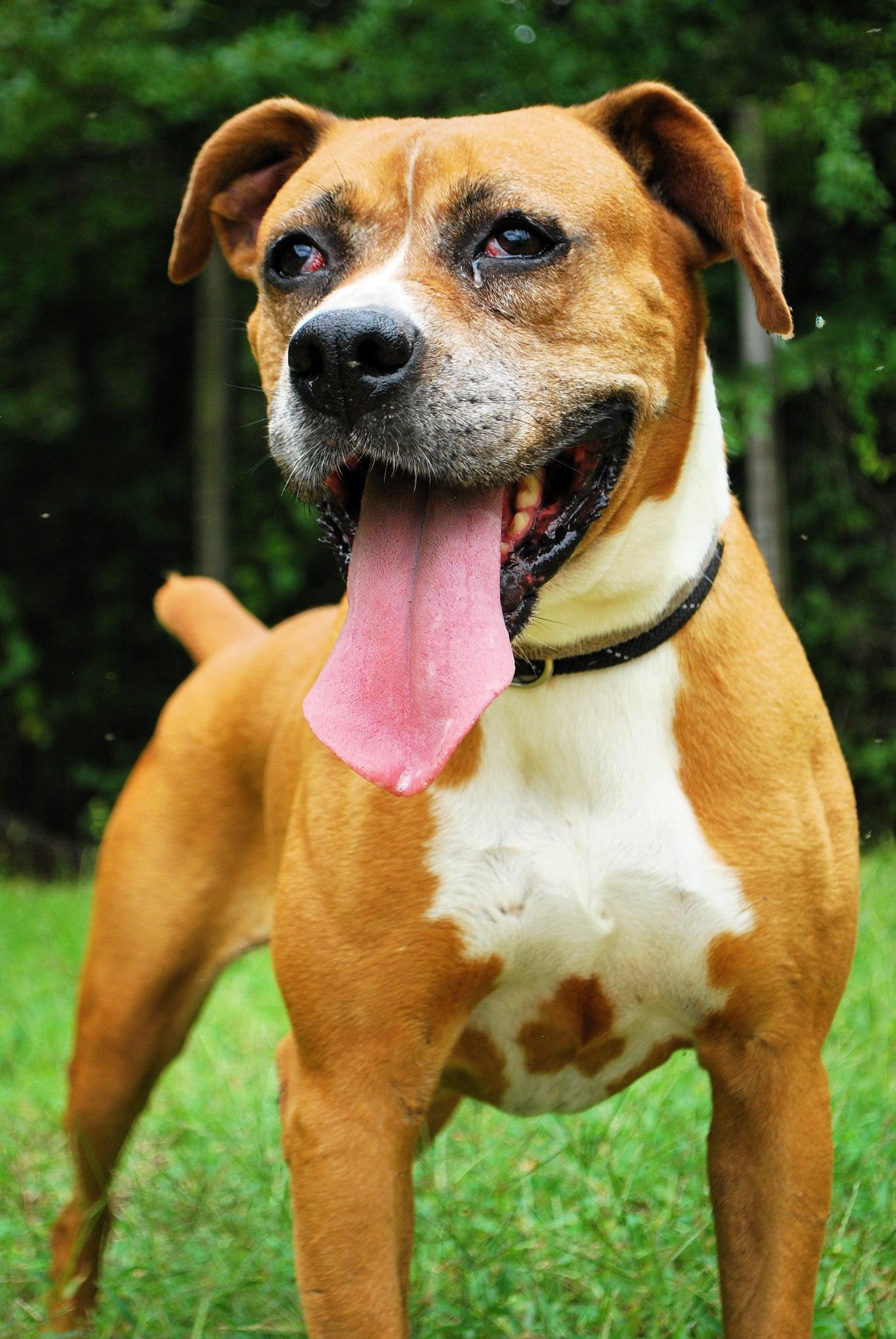 Rhonda, ADOPTABLE, Adult Female Boxer.