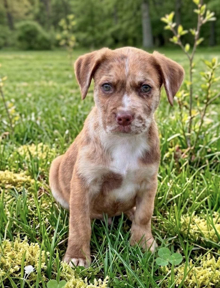 Enlarge Safari, a ADOPTABLE mixed breed in Hales corners, WI image 1/1
