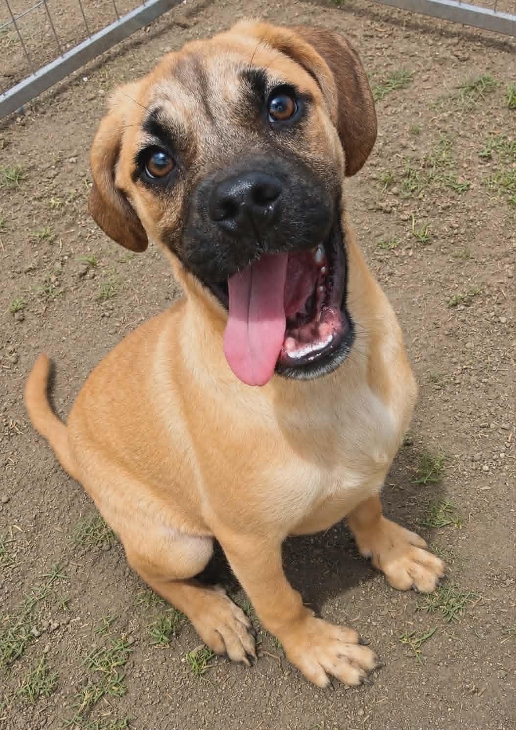 Hawthorne, a Adoptable mixed breed in Minneapolis, MN image 1/3