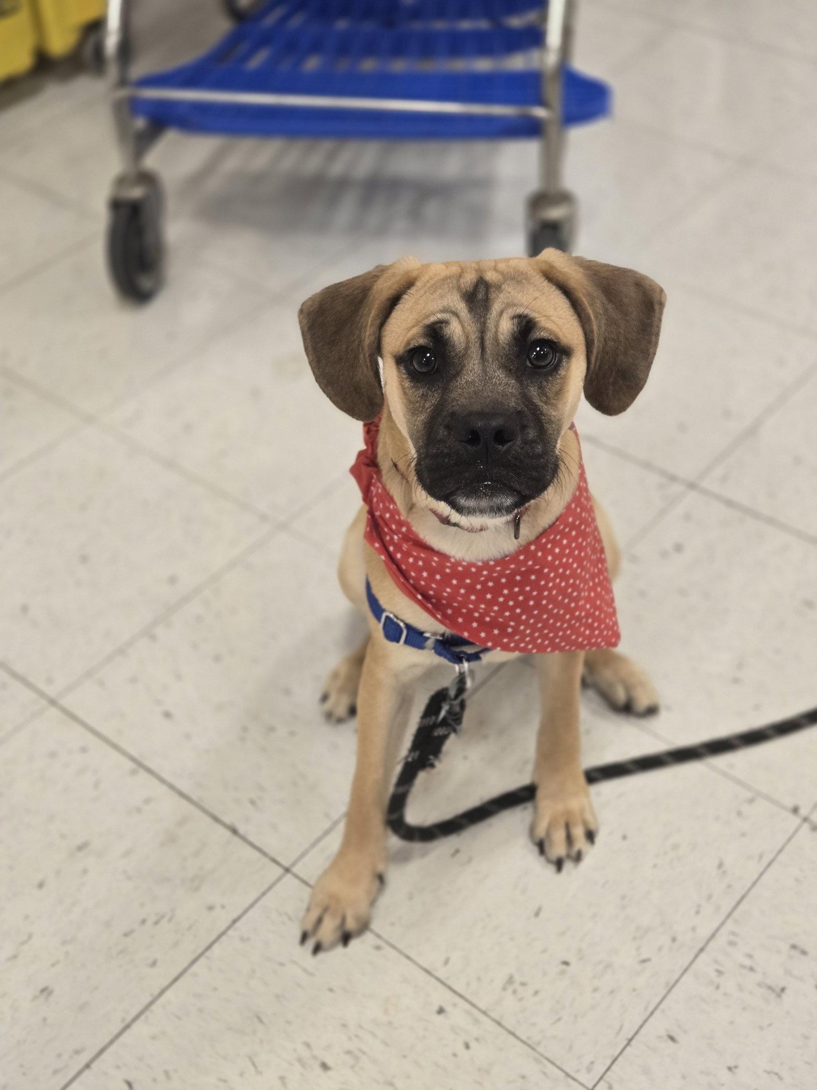 Hawthorne, a Adoptable mixed breed in Minneapolis, MN image 1/3