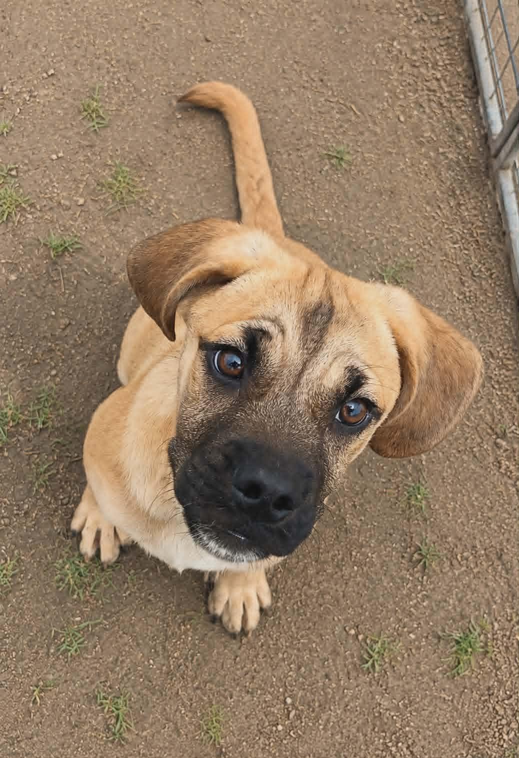 Hawthorne, a Adoptable mixed breed in Minneapolis, MN image 2/3
