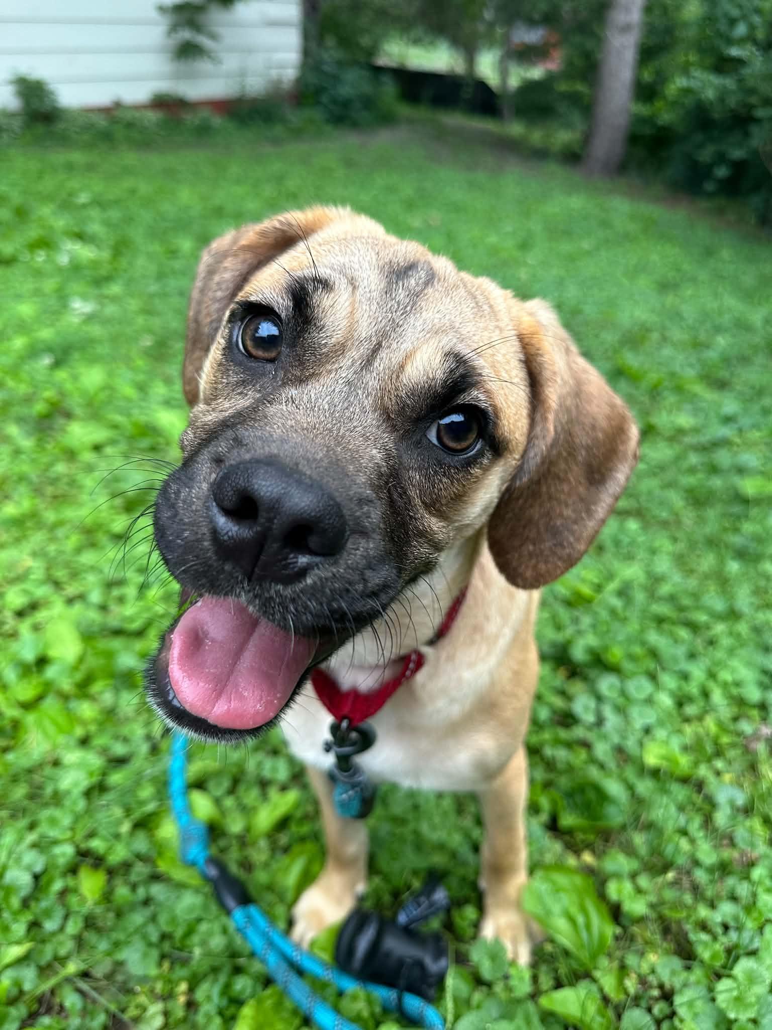 Hawthorne, a Adoptable mixed breed in Minneapolis, MN image 2/3