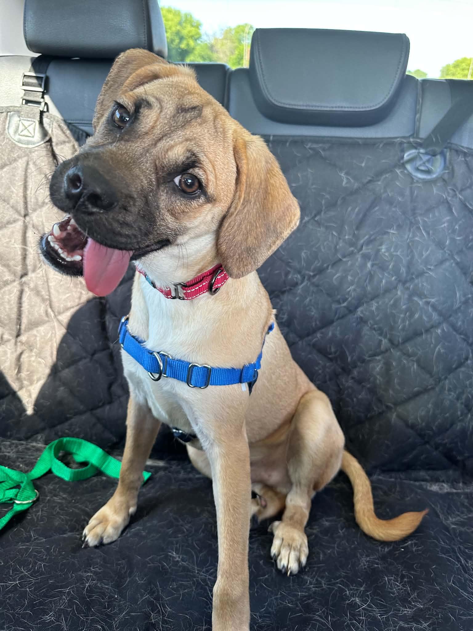 Hawthorne, a Adoptable mixed breed in Minneapolis, MN image 3/3