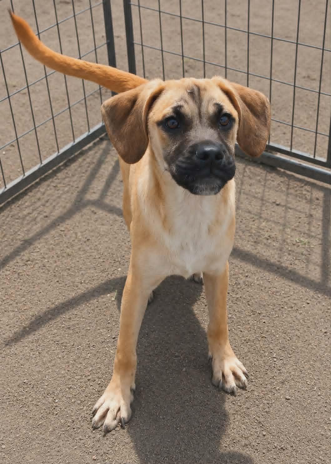 Hawthorne, a Adoptable mixed breed in Minneapolis, MN image 3/3