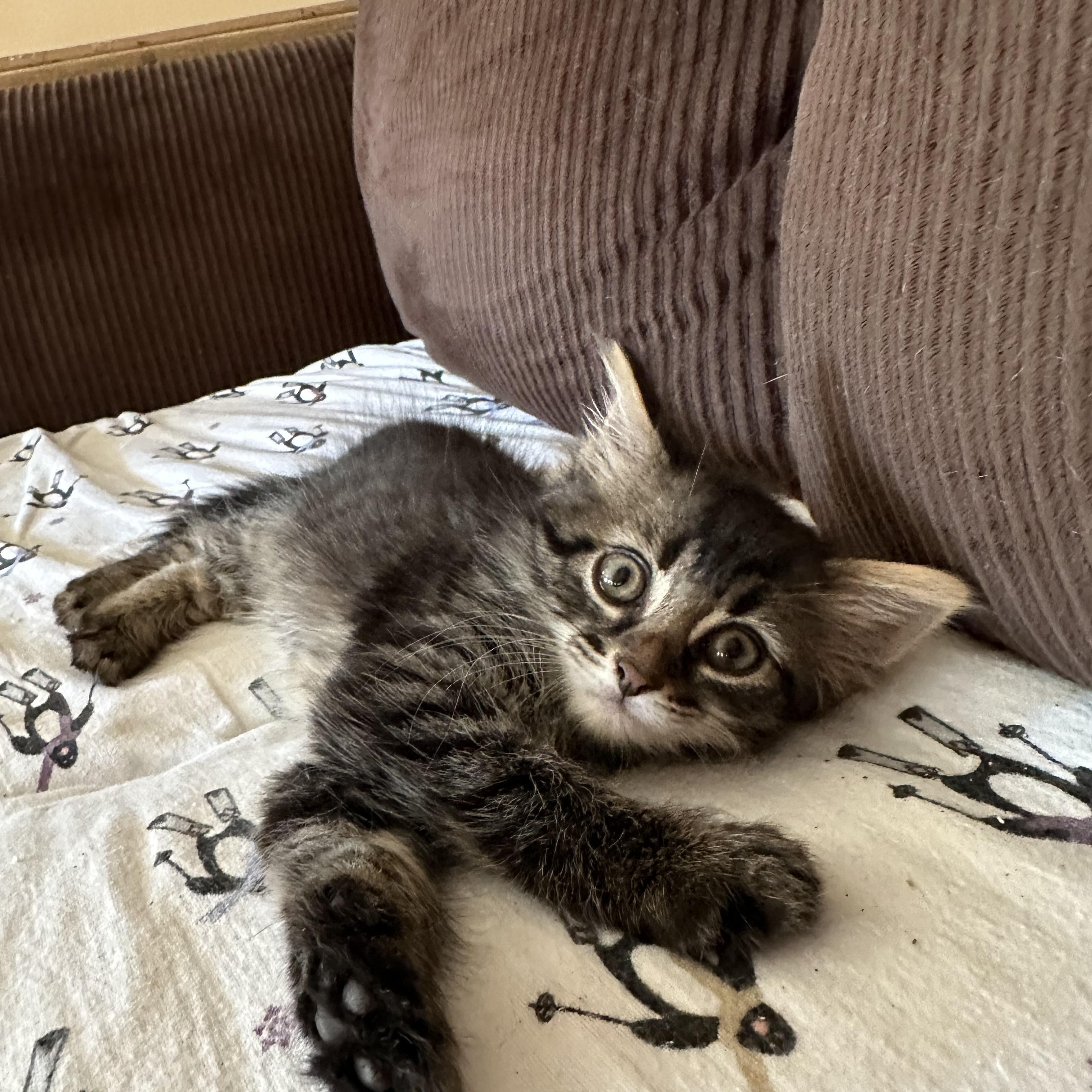 Dandelion, a ADOPTABLE Domestic Medium Hair in Beltsville, MD image 2/3